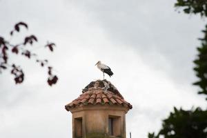 cicogna bianca e nera al nido foto