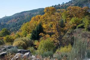 paesaggio con bellissime foreste e montagne foto