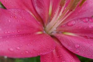 gocce di pioggia su un giglio rosa foto