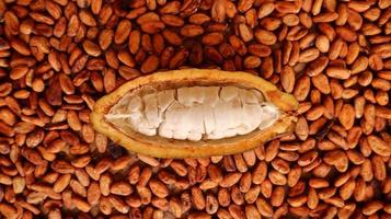 baccelli di cacao sbucciati e semi di frutta bianca visibili su uno sfondo di fave di cacao essiccate pronte per essere trasformate in cioccolato. foto