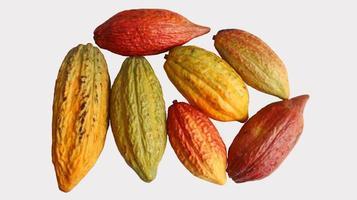 una collezione di baccelli di cacao maturi rossi, arancioni, verdi e gialli appena raccolti isolati su uno sfondo bianco. cacao o theobroma cacao l. è un albero coltivato nelle piantagioni. raccogliere frutta. foto