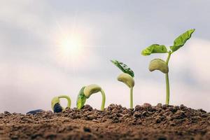 piantare seme crescere il concetto di passo in giardino e cielo blu con sfondo sole. idea di agricoltura foto