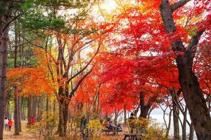 acero autunno nel parco all'isola di nami, corea del sud foto