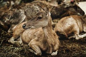 ritratto di giovane cervo nella foresta foto