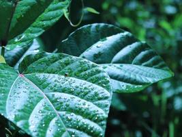 sfondo di foglie botaniche foto