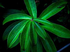 sfondo di foglie botaniche foto