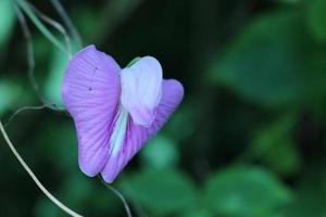 fiore viola di clitoria ternatea foto