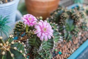 il cactus sta sbocciando un fiore rosa. è ornamentale e ricca di pitone, può crescere nella sabbia. foto