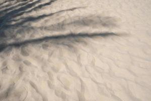 ombra di foglie di palma su una spiaggia di sabbia tropicale in una giornata di sole con spazio per la copia foto