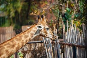 vista posteriore di due giraffe in piedi sull'erba verde contro il recinto con guardando la zebra sull'altro lato del recinto foto
