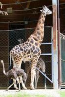 una giraffa dal collo lungo e alta vive in uno zoo foto