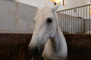 i cavalli bianchi lipizzani sono l'orgoglio e la passione della slovenia. foto