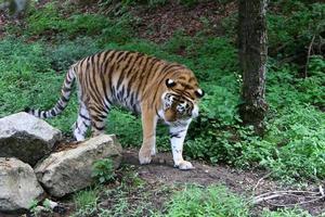 la grande tigre dell'amur vive nello zoo foto