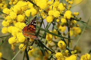 una farfalla colorata si siede su un fiore giallo foto