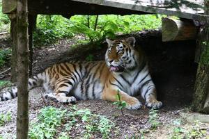 la grande tigre dell'amur vive nello zoo foto