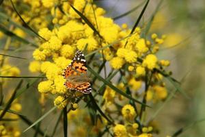 una farfalla colorata si siede su un fiore giallo foto