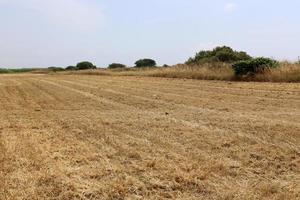pile di paglia giacciono sul campo dopo la raccolta del grano o di altri cereali. foto