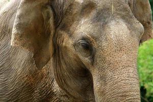 un elefante è un grande mammifero con una lunga proboscide che vive in uno zoo. foto