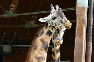 una giraffa dal collo lungo e alta vive in uno zoo foto