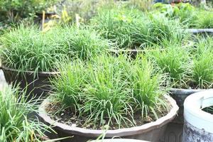 vaso di verdure - erba cipollina cinese nel proprio giardino di casa foto