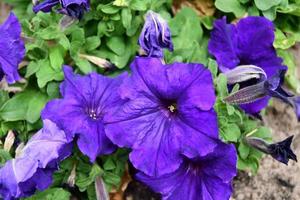 diversi fiori di petunia viola foto