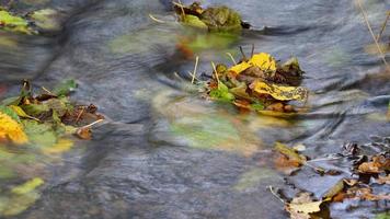 colori dell'autunno foto