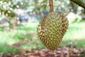 durian sull'albero di durian in un frutteto di durian biologico. foto