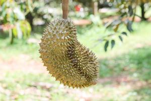 durian sull'albero di durian in un frutteto di durian biologico. foto