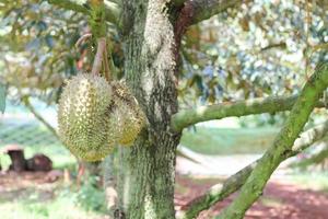 durian sull'albero di durian in un frutteto di durian biologico. foto