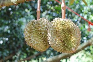 durian sull'albero di durian in un frutteto di durian biologico. foto