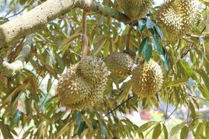 durian sull'albero di durian in un frutteto di durian biologico. foto