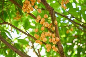 la frutta di rambeh appende sulla frutta tropicale dell'albero di rambeh in tailandia, rambi maturi freschi in estate foto