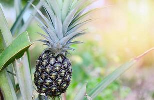 frutta fresca di ananas su albero natura giardino sfondo, campo di ananas crudo frutta tropicale estate agricoltura foto