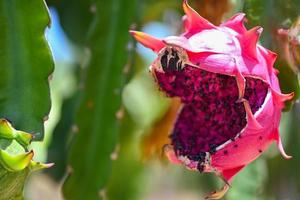 frutto del drago sull'albero da frutto del drago in attesa del raccolto nella fattoria agricola ad asiatico, piantagione pitahaya frutto del drago in thailandia in estate foto