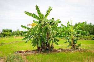 albero di banana sul campo di riso pianta tropicale di albero di banana che cresce su campo verde area agricola asia foto