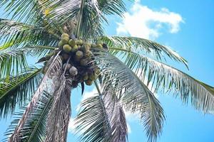 la frutta di cocco pende sull'albero di cocco in estate, palma da cocco foto