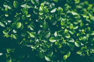 primo piano pianta albero foglia verde, foglie piccole cespuglio con goccia d'acqua, foglia verde cespuglio sfondo andaman satinwood foto