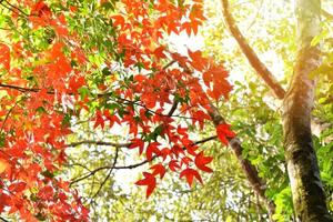 foglia d'acero rossa sull'albero di acero stagione colorata autunno nella foresta foglie cambiamento di colore scenario vista natura foto
