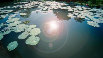 stagno di loto nel moning con alba e luce sulla superficie dell'acqua foglia di ninfea foto