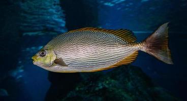 bellissimo pesce oceano nuoto vita marina mare sottomarino foto