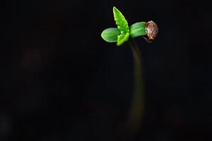 piantina di cannabis su vaso nero per piantare, primo piano semi di cannabis germoglio, canapa piccola, albero di pianta di semi di marijuana piccolo thc cbd foto