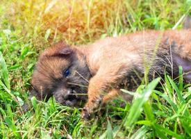 cucciolo carino cane che gioca sdraiato sull'erba verde nel parco marrone nero cagnolino asiatico tailandese in giardino all'aperto foto