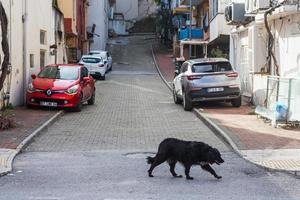 lato turchia 20 febbraio 2022 stretta strada residenziale con auto parcheggiate e cane nero a piedi foto