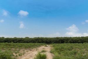 percorso sterrato che taglia l'area del lotto di manioca. con sfondo di foresta verde. sotto il cielo azzurro e nuvole bianche. foto