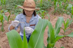 contadina che lavora nella fattoria di mais, sono stati raccolti campioni di terreno per ricercare vari minerali nel suolo. foto