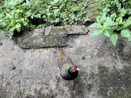 un primo piano di un fagiano foto