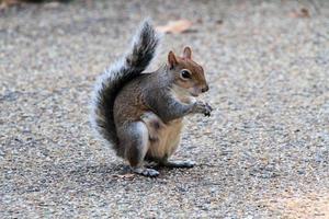 un primo piano di uno scoiattolo grigio a londra foto