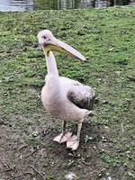 un primo piano di un pellicano a londra foto