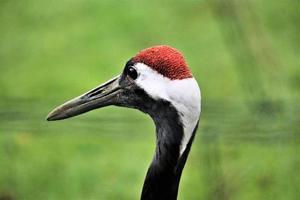 un primo piano di una gru coronata di rosso foto