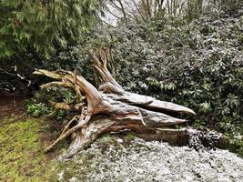 una vista della campagna dello Shropshire a hawkstone in inverno foto